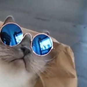 Meet your Posher, Maya